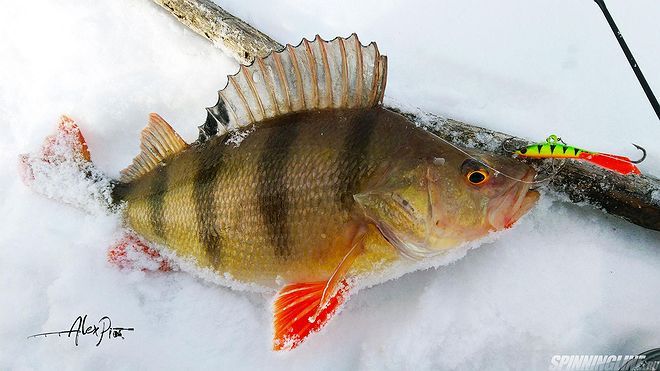 Изображение 4 : Рыбалка на родной речке. Четыре вида рыб на балансир.